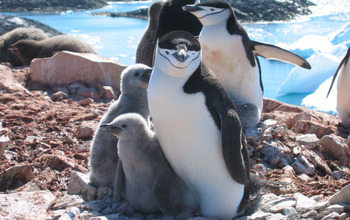 Chinstrap penguins on rocky shore